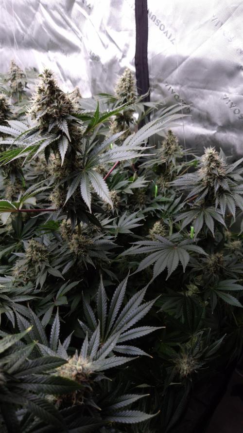 🥦Sticky Broccoli - EC 2026🏆. Week 13
