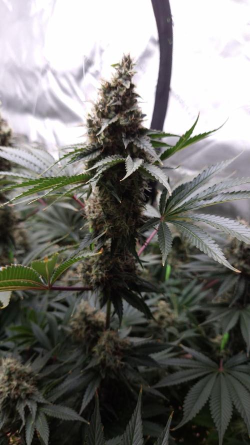 🥦Sticky Broccoli - EC 2026🏆. Week 14
