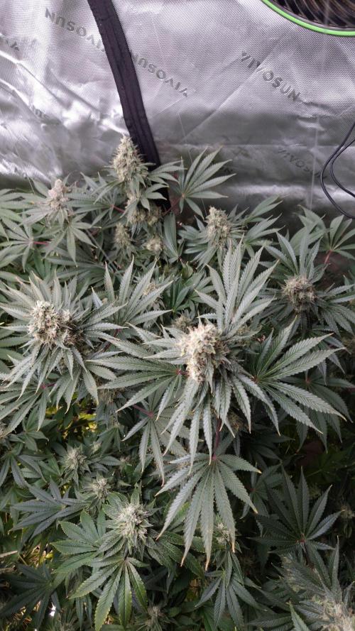 🥦Sticky Broccoli - EC 2026🏆. Week 14