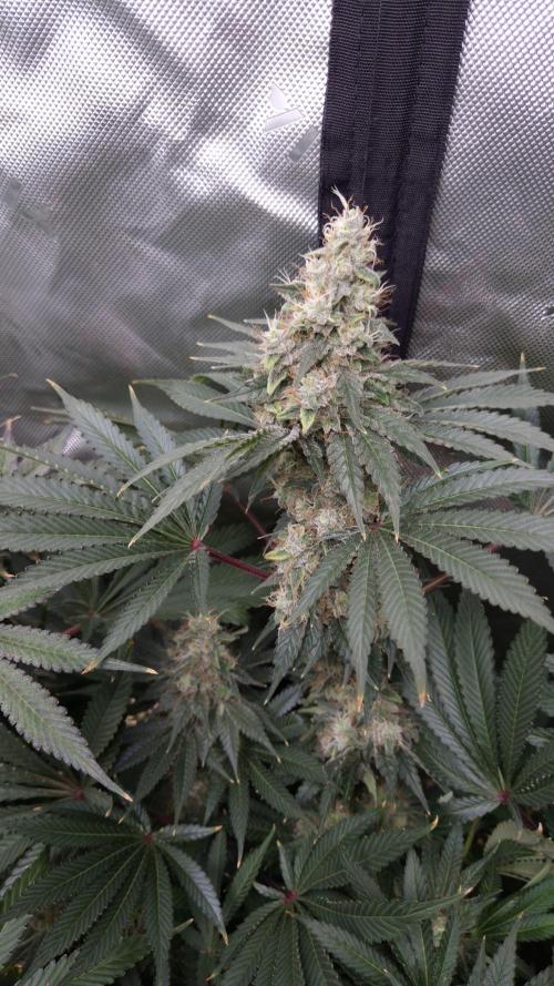 🥦Sticky Broccoli - EC 2026🏆. Week 14
