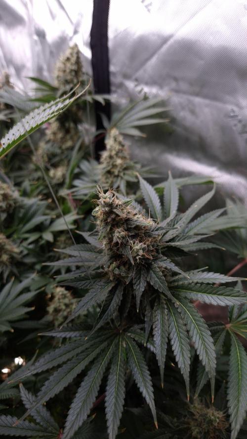 🥦Sticky Broccoli - EC 2026🏆. Week 14