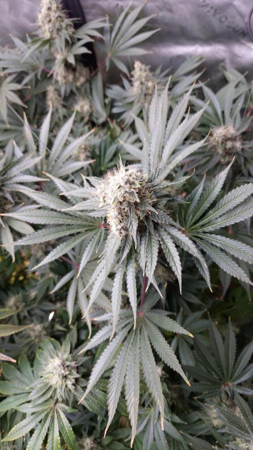 🥦Sticky Broccoli - EC 2026🏆. Week 14