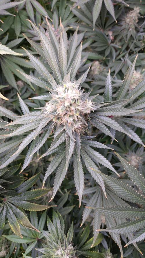 🥦Sticky Broccoli - EC 2026🏆. Week 14