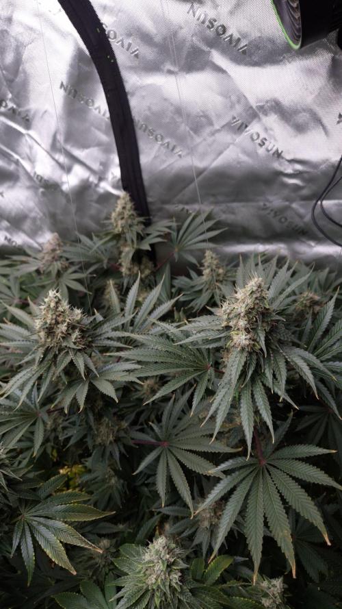 🥦Sticky Broccoli - EC 2026🏆. Week 14