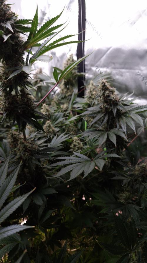 🥦Sticky Broccoli - EC 2026🏆. Week 14