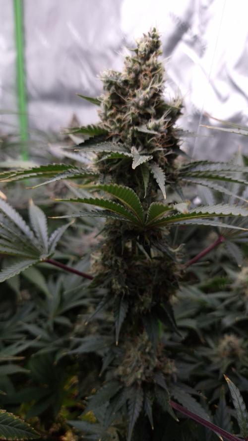 🥦Sticky Broccoli - EC 2026🏆. Week 14