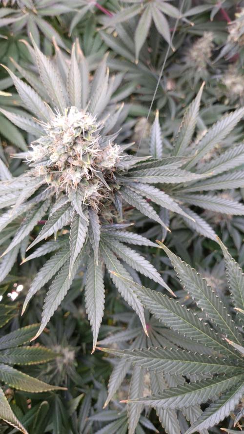 🥦Sticky Broccoli - EC 2026🏆. Week 14