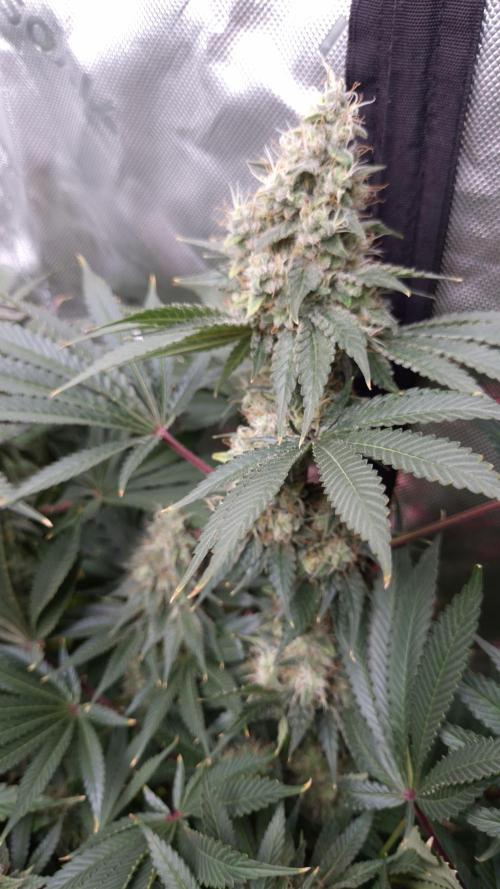 🥦Sticky Broccoli - EC 2026🏆. Week 14