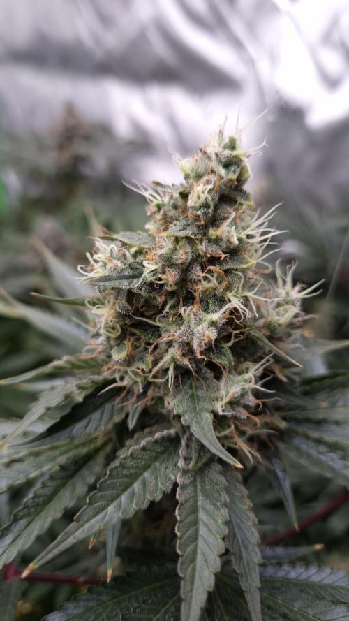 🥦Sticky Broccoli - EC 2026🏆. Week 14