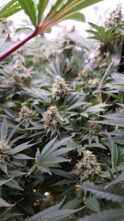 🥦Sticky Broccoli - EC 2026🏆. Week 14