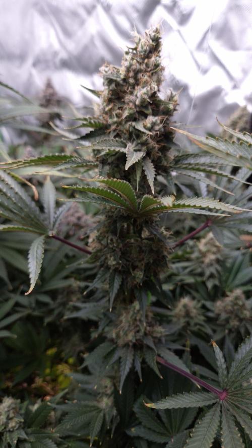 🥦Sticky Broccoli - EC 2026🏆. Week 15