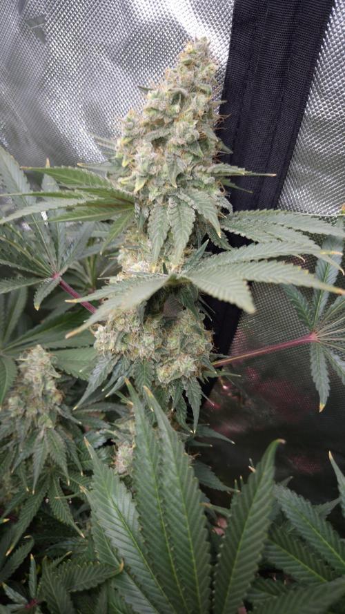 🥦Sticky Broccoli - EC 2026🏆. Week 15