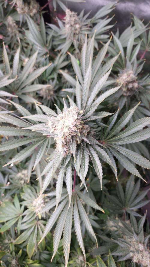 🥦Sticky Broccoli - EC 2026🏆. Week 15