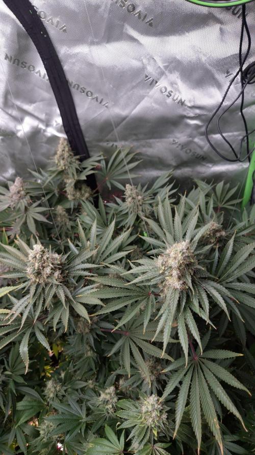 🥦Sticky Broccoli - EC 2026🏆. Week 15
