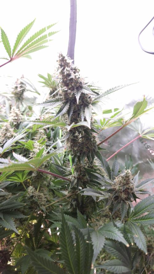 🥦Sticky Broccoli - EC 2026🏆. Week 15