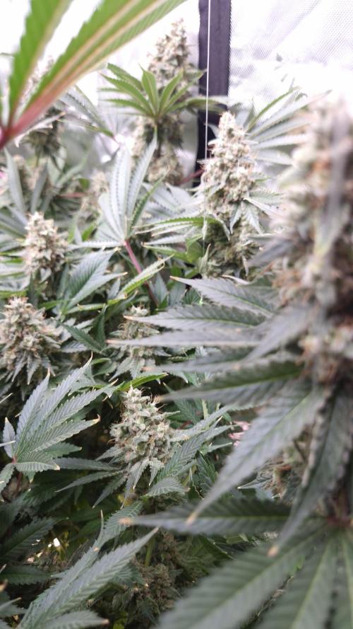 🥦Sticky Broccoli - EC 2026🏆. Week 15