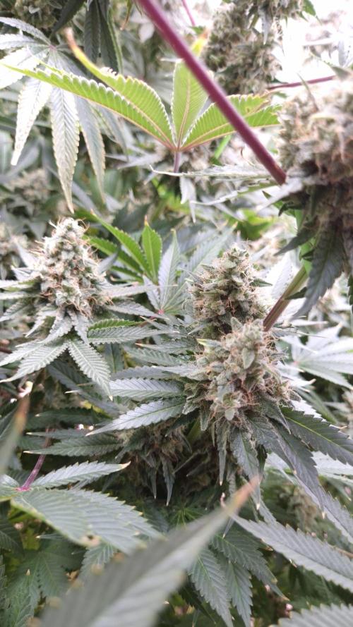 🥦Sticky Broccoli - EC 2026🏆. Week 15
