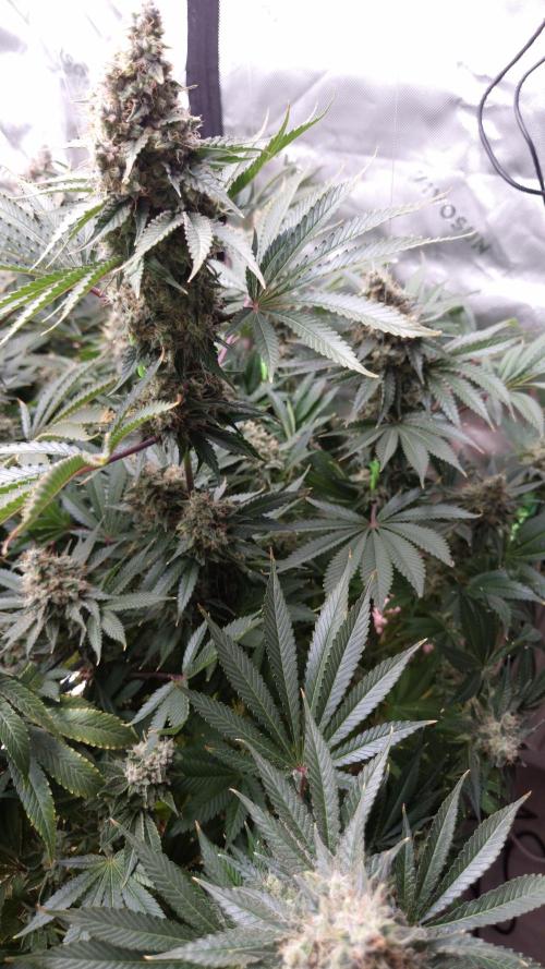🥦Sticky Broccoli - EC 2026🏆. Week 15