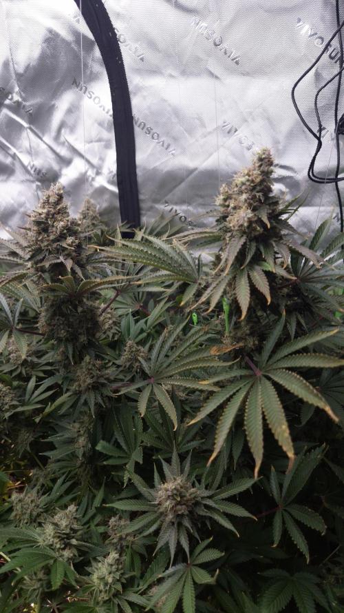🥦Sticky Broccoli - EC 2026🏆. Week 16