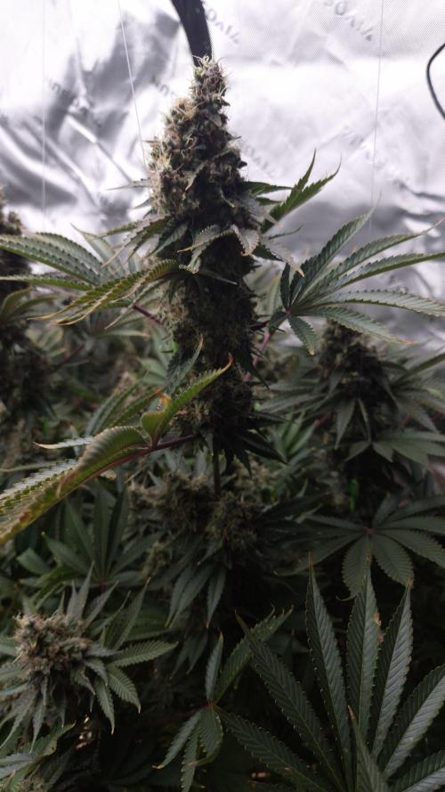 🥦Sticky Broccoli - EC 2026🏆. Week 16