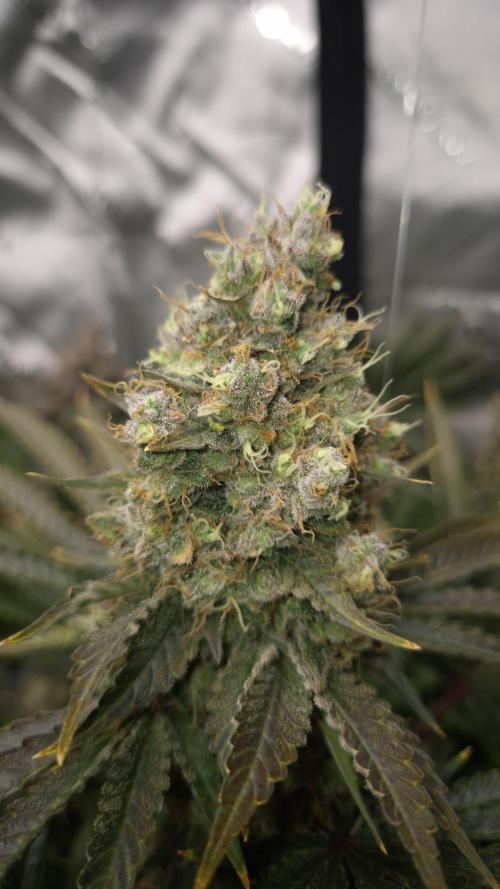 🥦Sticky Broccoli - EC 2026🏆. Week 16