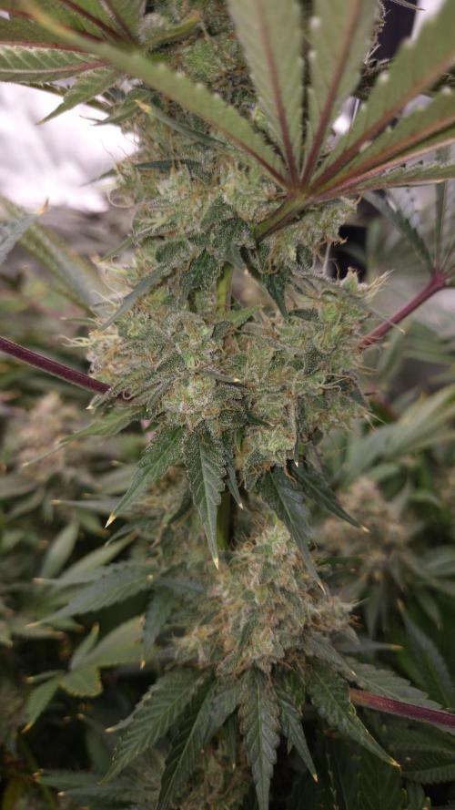 🥦Sticky Broccoli - EC 2026🏆. Week 16