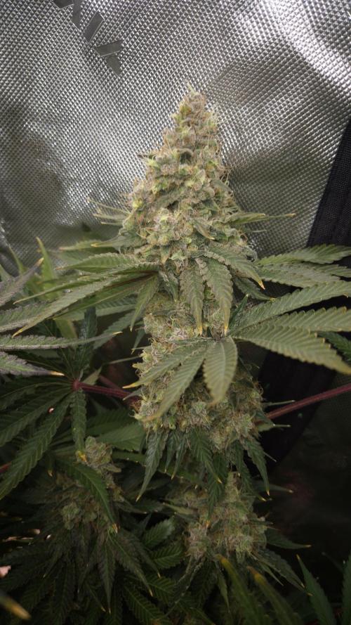 🥦Sticky Broccoli - EC 2026🏆. Week 16