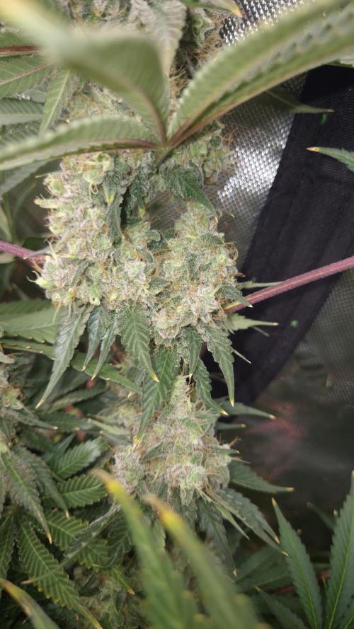 🥦Sticky Broccoli - EC 2026🏆. Week 16