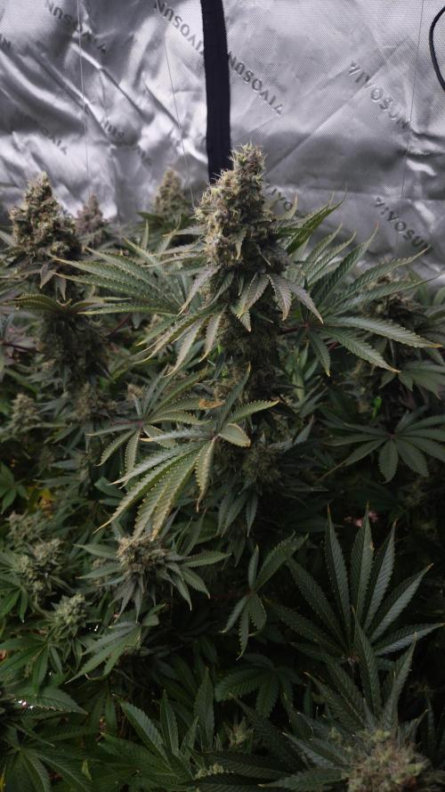 🥦Sticky Broccoli - EC 2026🏆. Week 16