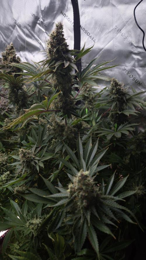 🥦Sticky Broccoli - EC 2026🏆. Week 16