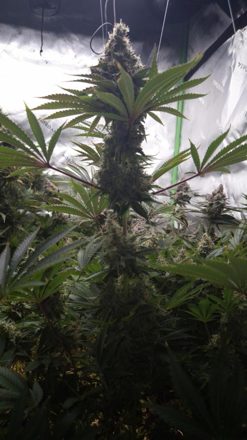 🥦Sticky Broccoli - EC 2026🏆. Week 16