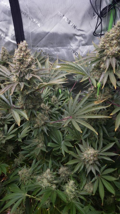 🥦Sticky Broccoli - EC 2026🏆. Week 16