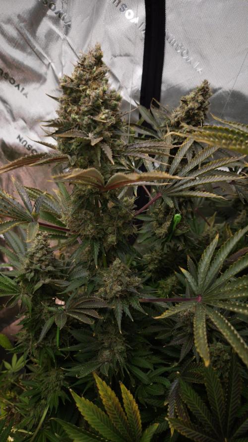 🥦Sticky Broccoli - EC 2026🏆. Week 17