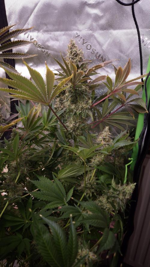 🥦Sticky Broccoli - EC 2026🏆. Week 17