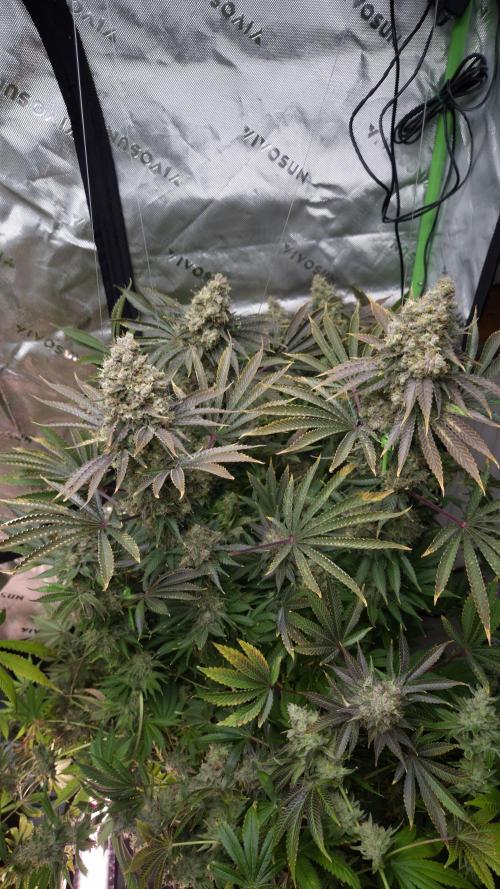 🥦Sticky Broccoli - EC 2026🏆. Week 17