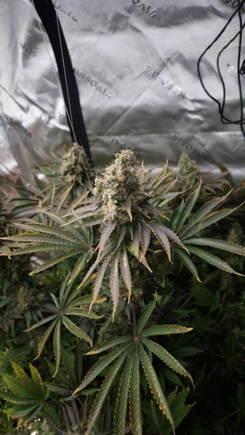 🥦Sticky Broccoli - EC 2026🏆. Week 17