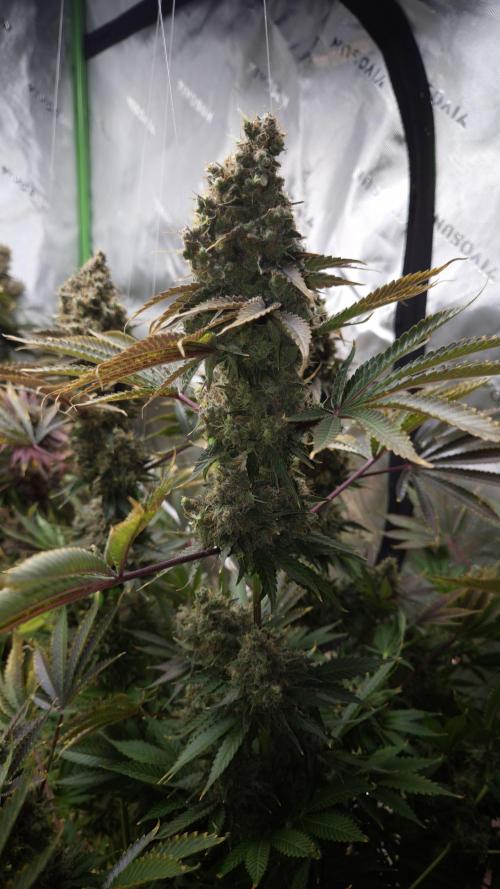 🥦Sticky Broccoli - EC 2026🏆. Week 18