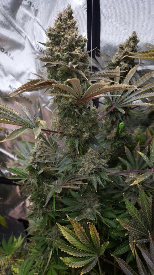 🥦Sticky Broccoli - EC 2026🏆. Week 18