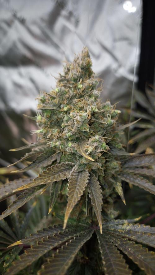 🥦Sticky Broccoli - EC 2026🏆. Week 18