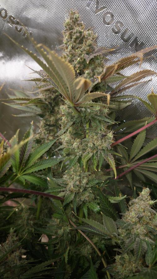 🥦Sticky Broccoli - EC 2026🏆. Week 18