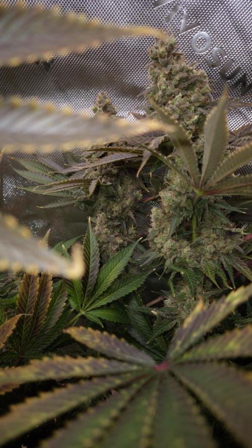 🥦Sticky Broccoli - EC 2026🏆. Week 18