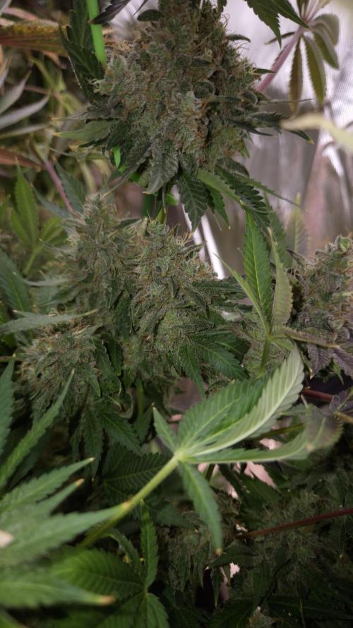 🥦Sticky Broccoli - EC 2026🏆. Week 18