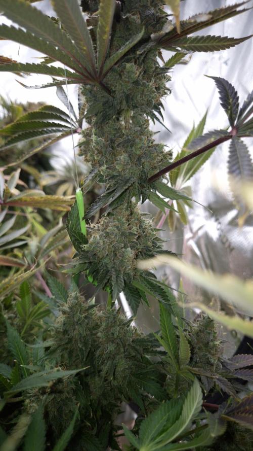 🥦Sticky Broccoli - EC 2026🏆. Week 18