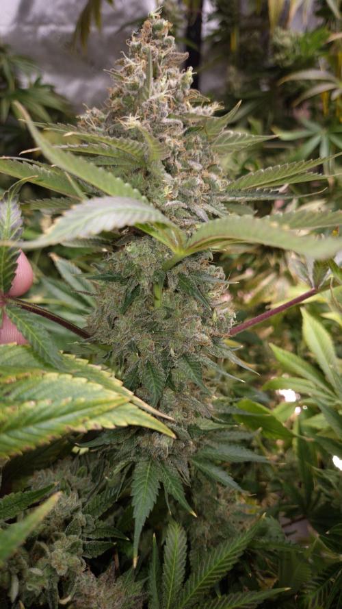 🥦Sticky Broccoli - EC 2026🏆. Week 18