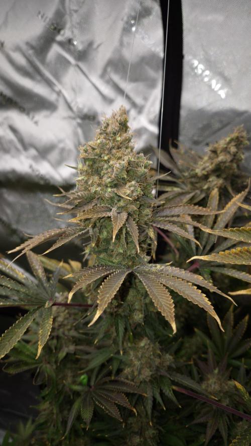 🥦Sticky Broccoli - EC 2026🏆. Week 19