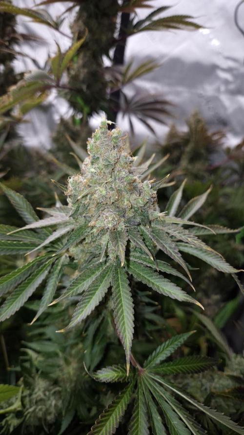 🥦Sticky Broccoli - EC 2026🏆. Week 19