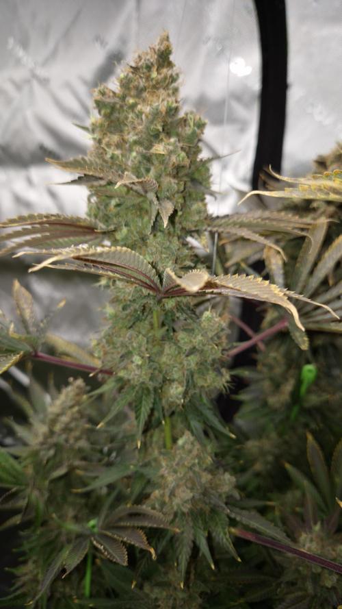 🥦Sticky Broccoli - EC 2026🏆. Week 19