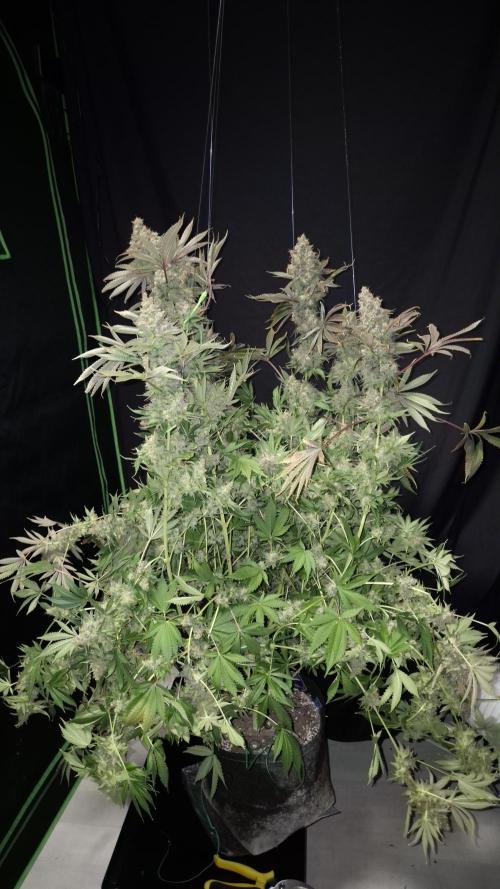 🥦Sticky Broccoli - EC 2026🏆. Week 19
