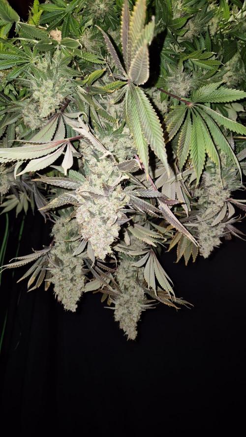🥦Sticky Broccoli - EC 2026🏆. Week 19