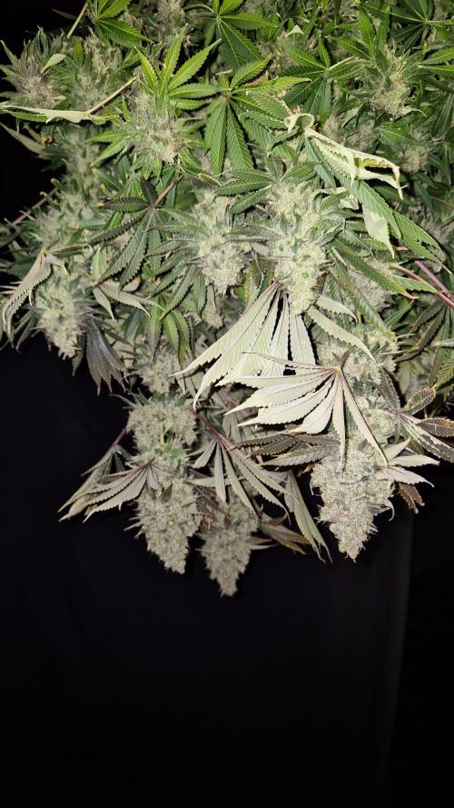 🥦Sticky Broccoli - EC 2026🏆. Week 19